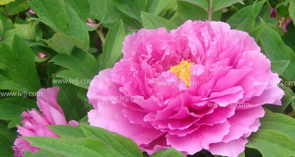 巴西野牡丹花（探寻巴西野牡丹花的花语与文化遗产）