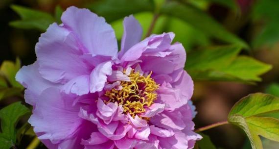 牡丹花语（传承千年的花朵之王）