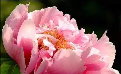牡丹花语与寓意（以牡丹花为媒介）