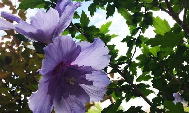 木槿花的花语与意义（探秘木槿花的神秘语言）
