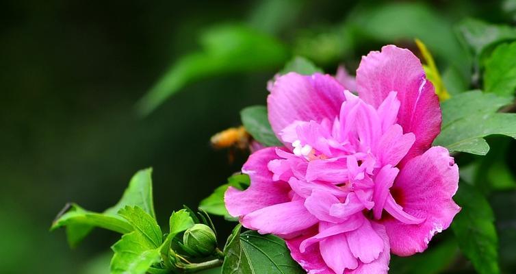 木槿花（木槿花花语和象征意义解读）