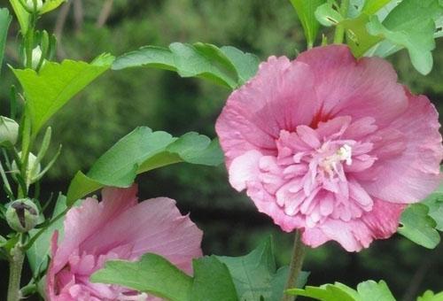 木槿花的花语与寓意（探究木槿花的文化内涵及象征意义）