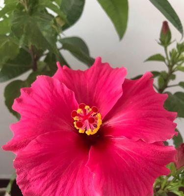 木槿花的花语及象征意义（深情厚意）