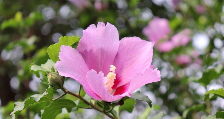 木槿花花语（探寻木槿花的花语）