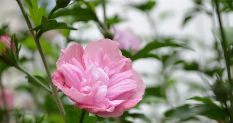 木槿花花语（探索木槿花的花语）
