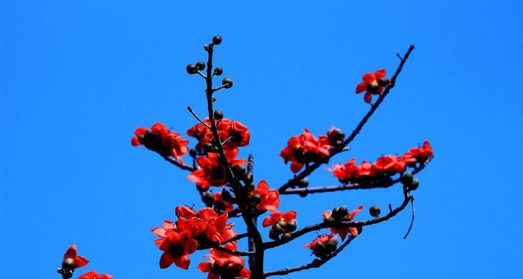 木棉树（自然之美在木棉的怀抱中绽放）