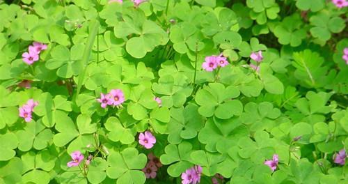 苜蓿花的花语及意义（探寻苜蓿花的美丽与神秘）