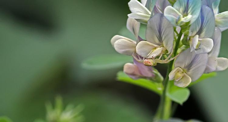 苜蓿花语（探寻苜蓿花语的深层寓意与文化价值）