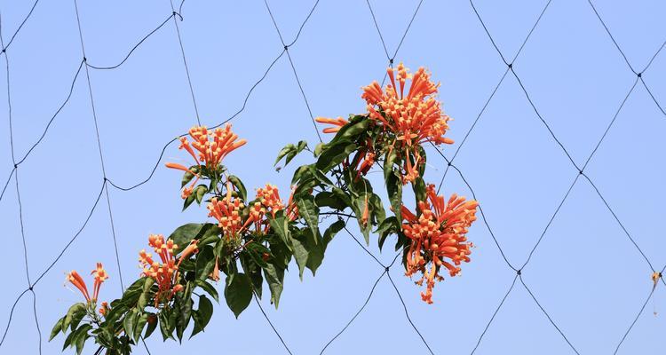 炮仗花的花语与文化意义（探寻炮仗花的神秘语言）