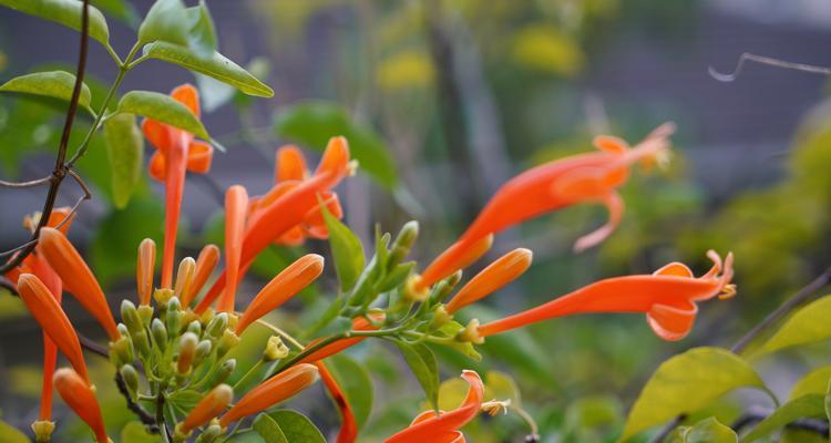 炮仗花的花语与文化意义（探寻炮仗花的神秘语言）