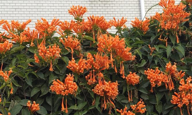 炮仗花（探寻炮仗花的花语和庆祝意义）