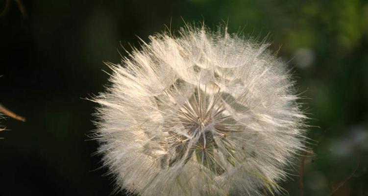 蒲公英的爱情传说（蒲公英）