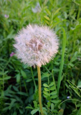 蒲公英的爱情传说（蒲公英）