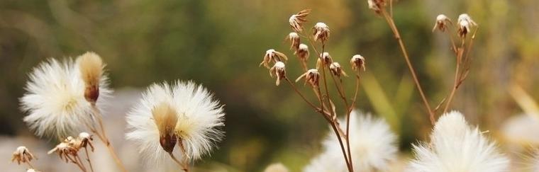 蒲公英的花语与传说——自由坚韧的象征（蒲公英的含义）