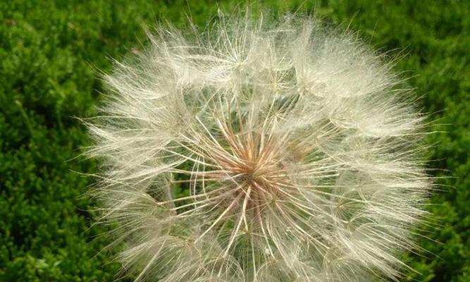 蒲公英的花语及其寓意（深入探究蒲公英的象征意义及其在生活中的应用）