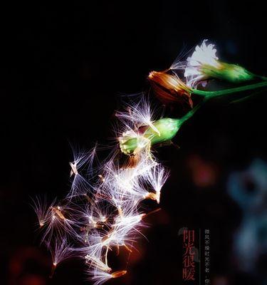 蒲公英的花语及其寓意（深入探究蒲公英的象征意义及其在生活中的应用）