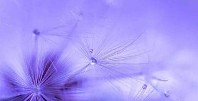 蒲公英的花语及其寓意（呼唤自由与希望的蒲公英）