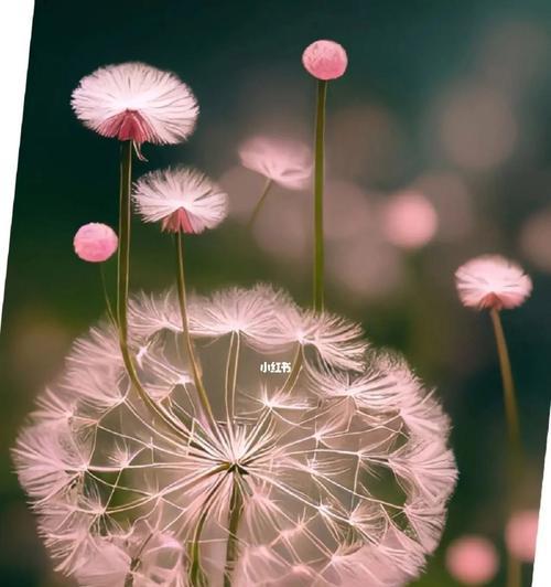 蒲公英的花语及其寓意（呼唤自由与希望的蒲公英）