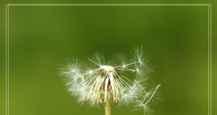 蒲公英的花语与寓意（传递勇气与自由）