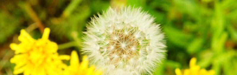 蒲公英花语与寓意（绽放在风中的梦想）