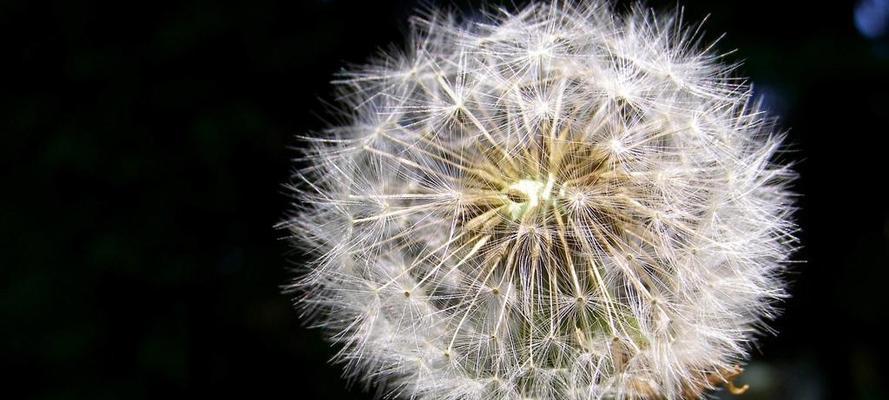 蒲公英的象征意义与人性特质（探索蒲公英花朵背后所代表的不同人格特质）