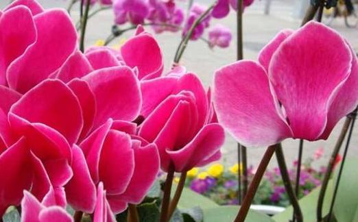 千代兰花语与寓意（探索千代兰的花语）
