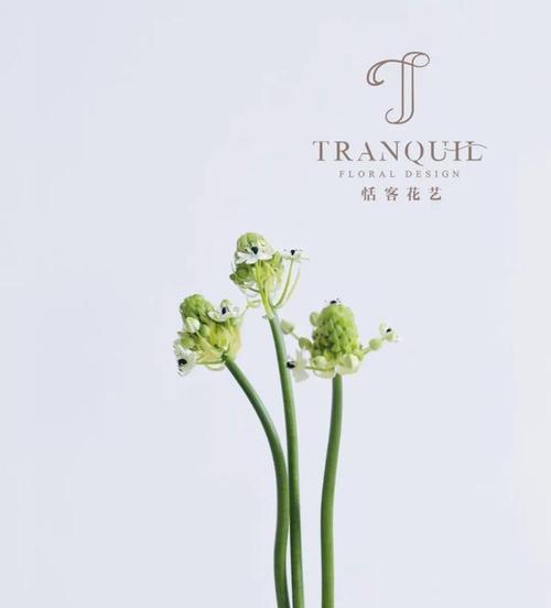 千代兰花语与寓意（探索千代兰的花语）