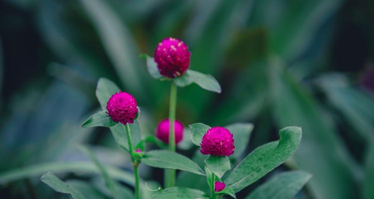 千日粉花语的美丽寓意（绽放于时光中的深情告白）