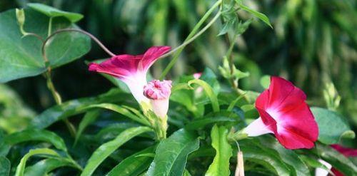 牵牛花——热情与爱的象征（牵牛花的花语和寓意及其传承）