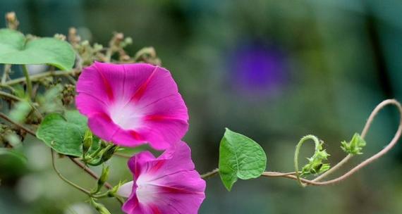 牵牛花——花语与传说解析（探寻牵牛花的花语及传说起源）