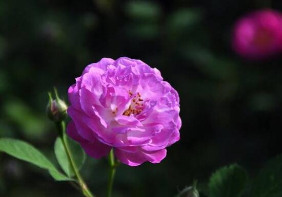 蔷薇花（蔷薇花的含义与美丽传说）
