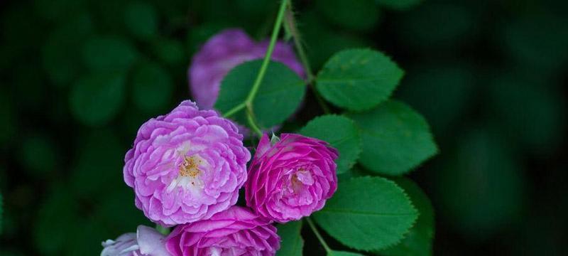 蔷薇花语与寓意（探索蔷薇花的花语）