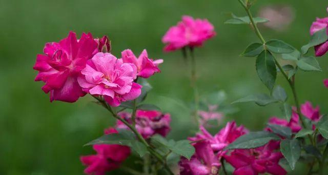 蔷薇花的美丽与寓意（探索蔷薇花的花语与文化底蕴）