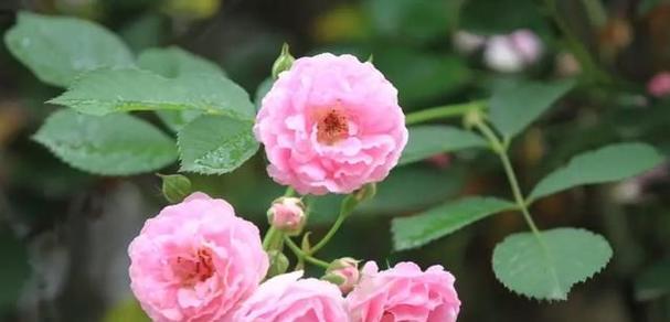 蔷薇花的花语和寓意（探索蔷薇花的深层含义）