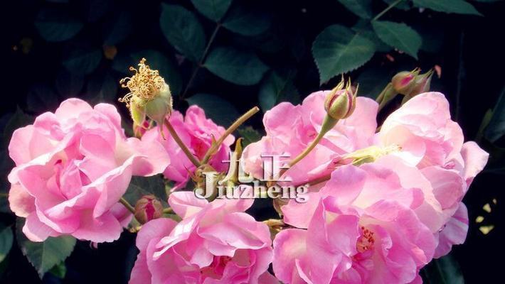 蔷薇花的花语和寓意（探索蔷薇花的深层含义）