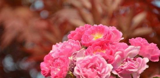 蔷薇花语（蔷薇花语中的浪漫与情感）