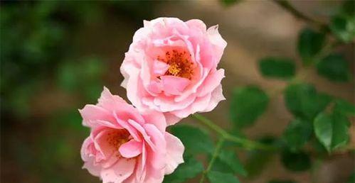 蔷薇花（蔷薇花的寓意与花语）