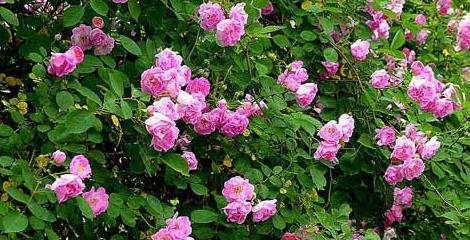 蔷薇花（蔷薇花的寓意与花语）