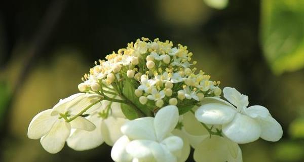 以琼花的花语——传递真挚友情的象征（以琼花的花语）