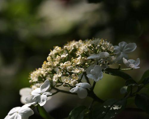 以琼花的花语——传递真挚友情的象征（以琼花的花语）