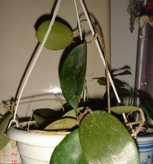 以球兰的花语——传递永恒的纯真与浪漫（寓意与表达）