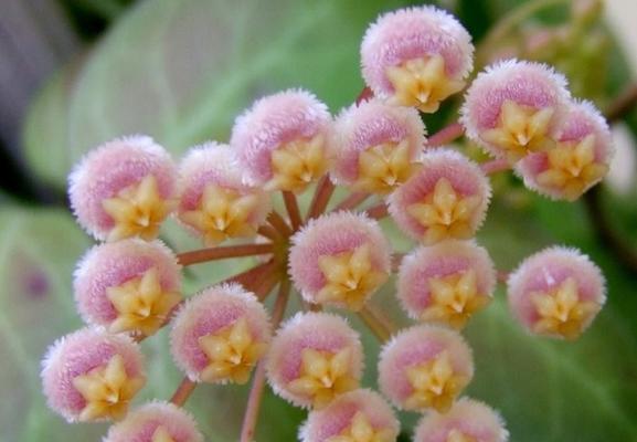 以球兰的花语——传递永恒的纯真与浪漫（寓意与表达）