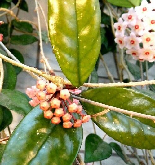 以球兰花语的传达与解读（传递花语）