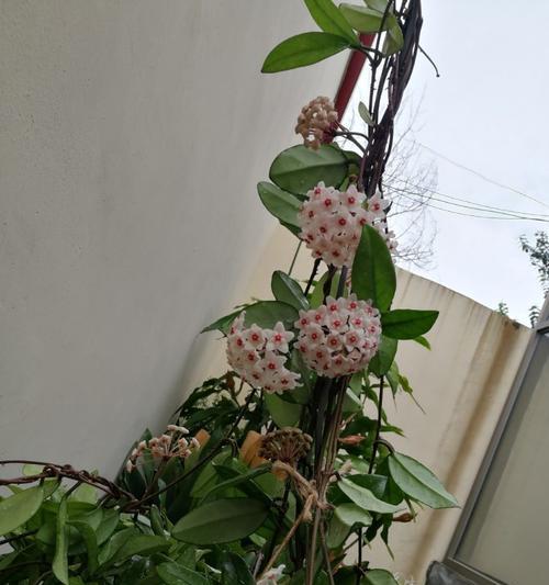 以球兰花语的传达与解读（传递花语）