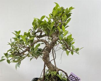 以榕树盆景养寓意，让生活充满繁荣（培育榕树盆景）