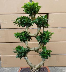 以榕树盆景养寓意，让生活充满繁荣（培育榕树盆景）