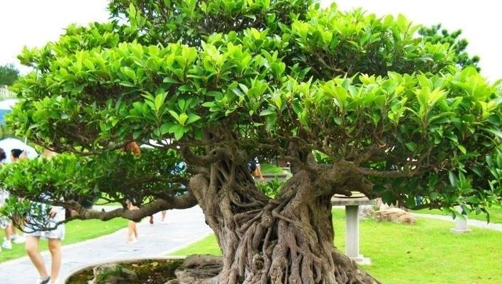 以榕树盆景养寓意，让生活充满繁荣（培育榕树盆景）
