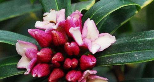 以瑞香花的花语和美丽传说（传承千年的神秘花语与美丽传说）