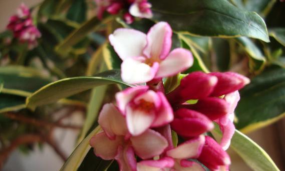 以瑞香花的花语和美丽传说（传承千年的神秘花语与美丽传说）