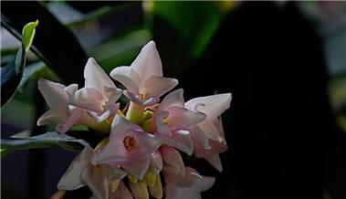 以瑞香花的花语和美丽传说（传承千年的神秘花语与美丽传说）